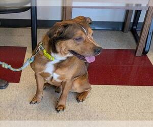 American Pit Bull Terrier-Unknown Mix Dogs for adoption in Plano, TX, USA