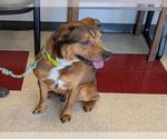 Small American Pit Bull Terrier Mix