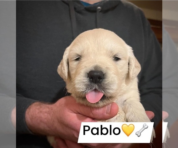 Medium Photo #3 Golden Retriever Puppy For Sale in ALPENA, MI, USA