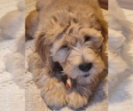 Litter of 4 - Male(s) and Female(s) GoldendoodleLitter of Puppies for Sale - Small photo