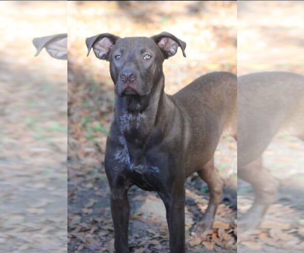 Medium Photo #3 German Shorthaired Lab Puppy For Sale in Ocean Springs, MS, USA