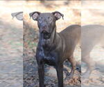 Small #2 German Shorthaired Lab