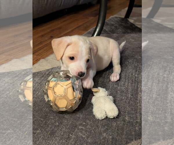 Medium Photo #4 Labrador Retriever-Unknown Mix Puppy For Sale in Plainfield, IL, USA