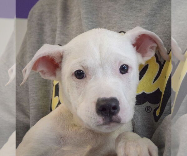 Medium Photo #5 American Bulldog-American Staffordshire Terrier Mix Puppy For Sale in Huntley, IL, USA