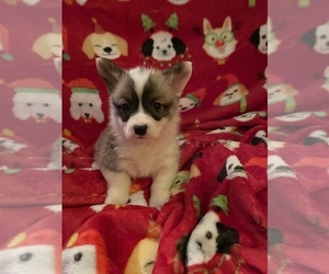Pembroke Welsh Corgi Puppy for sale in BIG SPRING, MD, USA