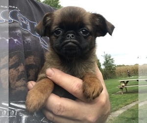 Brussels Griffon Puppy for sale in NEW CASTLE, IN, USA