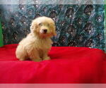 Small #2 F2 Aussiedoodle