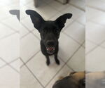 Small #2 Labrador Retriever Mix