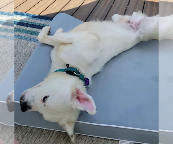 Medium Photo #16 Great Pyrenees-Unknown Mix Puppy For Sale in Fargo, ND, USA