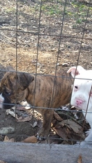 Bullboxer Pit Puppy for sale in DALTON, OH, USA