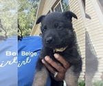 Small #17 German Shepherd Dog