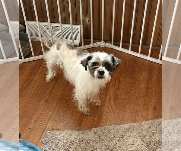 Medium Photo #2 Shih Tzu Puppy For Sale in Wheaton, IL, USA