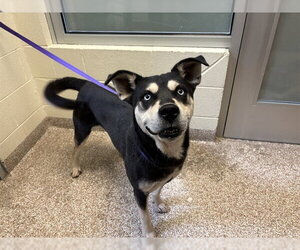 Rottweiler-Siberian Husky Mix Dogs for adoption in Pueblo, CO, USA
