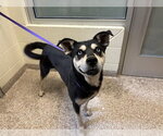 Small Rottweiler-Siberian Husky Mix