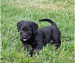 Puppy Josie Double Doodle