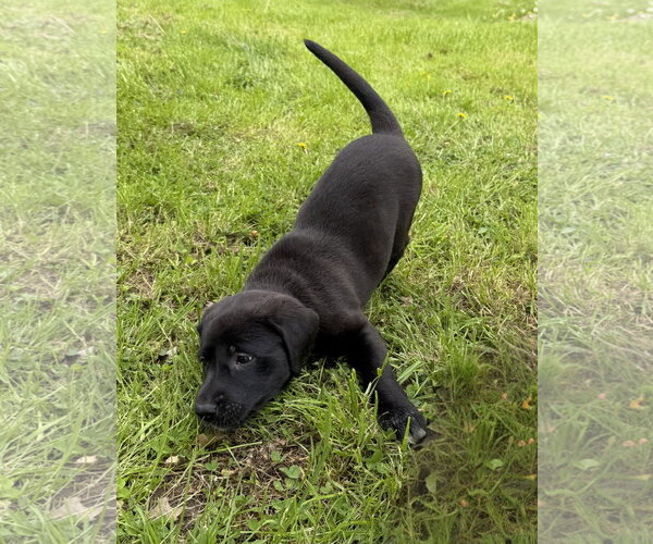 Medium Photo #6 Labrador Retriever-Unknown Mix Puppy For Sale in Stevens Point, WI, USA