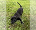 Small #5 Labrador Retriever Mix