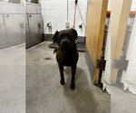 *SASHA - Female Australian Shepherd Dog for Adoption - Small photo