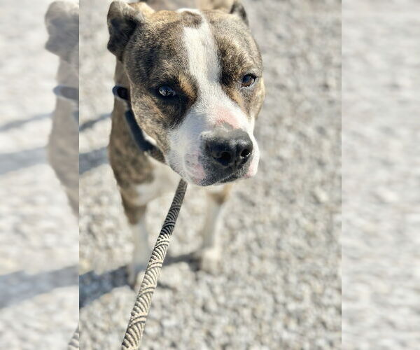 Medium Photo #4 Mutt Puppy For Sale in Evansville, IN, USA