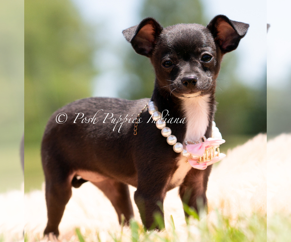 Medium Photo #4 Chihuahua Puppy For Sale in WARSAW, IN, USA
