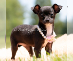 Small #3 Chihuahua