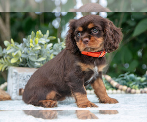 Medium Cavalier King Charles Spaniel