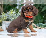 Puppy Hallie Cavalier King Charles Spaniel