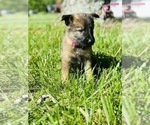 Small Photo #8 German Shepherd Dog Puppy For Sale in ROCKFIELD, KY, USA