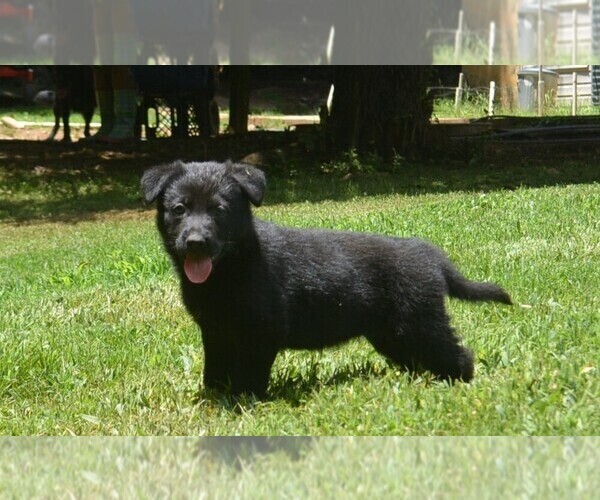 Medium Photo #2 German Shepherd Dog Puppy For Sale in POWDER SPRINGS, GA, USA