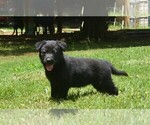Small #1 German Shepherd Dog