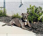 Small Photo #1 American Pit Bull Terrier Puppy For Sale in La Vergne, TN, USA
