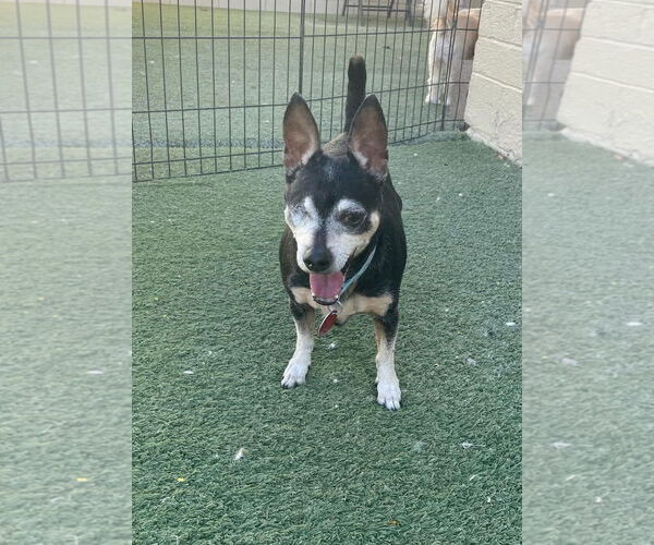 Medium Photo #5 Chihuahua-Unknown Mix Puppy For Sale in Tempe , AZ, USA