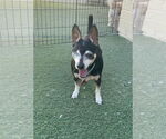 Small #4 Chihuahua Mix