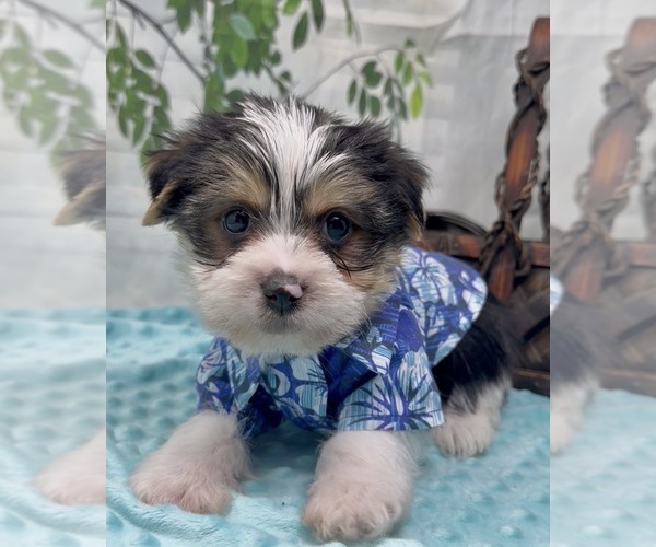 Medium Photo #33 Shorkie Tzu Puppy For Sale in SELLERSBURG, IN, USA