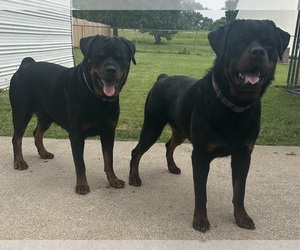 Rottweiler Puppy for sale in OLNEY, IL, USA