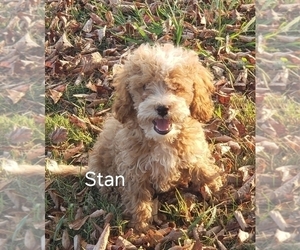 Cavapoo Puppy for sale in CLARKRANGE, TN, USA