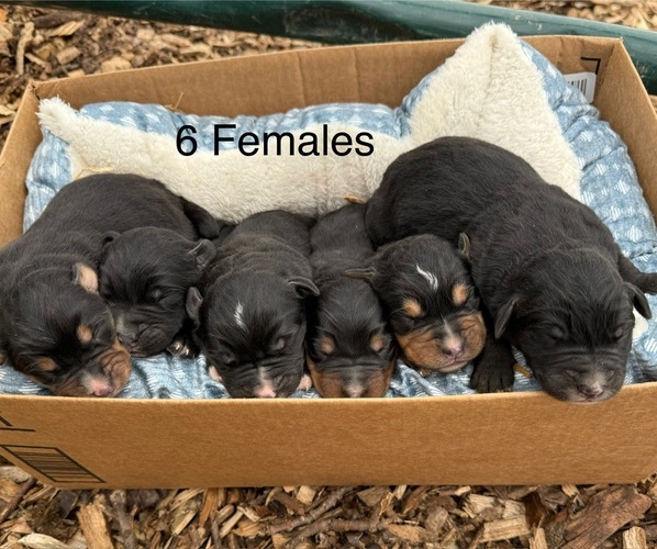 Medium Photo #3 Bernese Mountain Dog-Unknown Mix Puppy For Sale in KIRKSVILLE, MO, USA