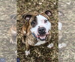 Small #18 American Pit Bull Terrier Mix