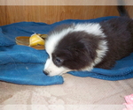 Small Photo #78 Australian Shepherd-Pembroke Welsh Corgi Mix Puppy For Sale in GALLEGOS, NM, USA