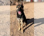 Small #8 Australian Kelpie-German Shepherd Dog Mix