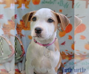 American Pit Bull Terrier-Unknown Mix Dogs for adoption in Wakefield, RI, USA
