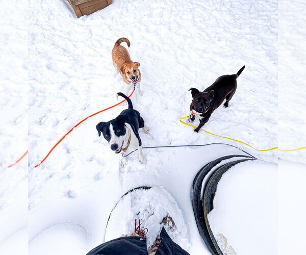 Medium Photo #6 Labrador Retriever-Unknown Mix Puppy For Sale in Brewster, NY, USA