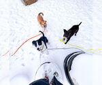 Small #5 Labrador Retriever Mix