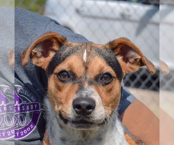 Medium Photo #1 Beagle-Unknown Mix Puppy For Sale in Huntley, IL, USA