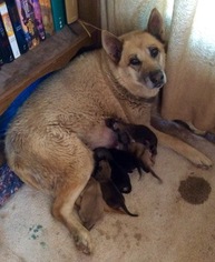 Mother of the Wolf Hybrid puppies born on 10/27/2017