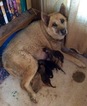 Small Photo #1 Wolf Hybrid Puppy For Sale in HESPERUS, CO, USA