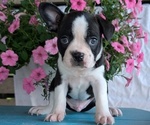 Small Photo #45 Boston Terrier Puppy For Sale in GOSHEN, IN, USA
