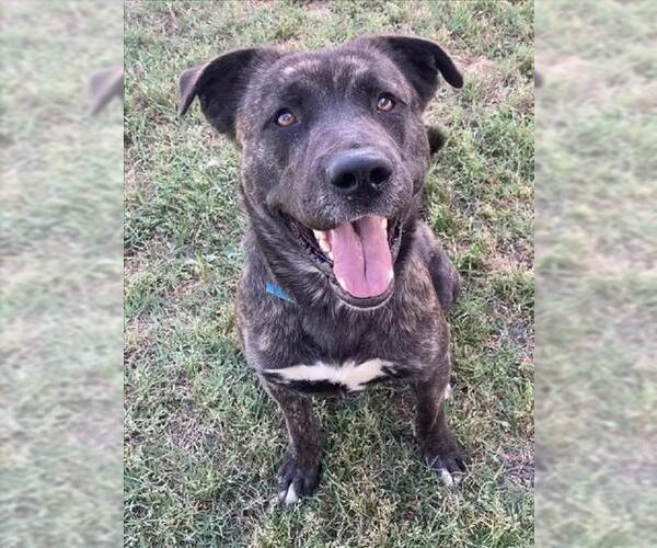 Medium Photo #1 German Shepherd Dog-Unknown Mix Puppy For Sale in Riverside, CA, USA