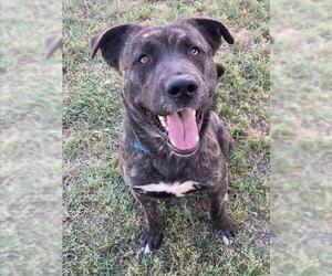 German Shepherd Dog-Unknown Mix Dogs for adoption in Riverside, CA, USA