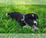 Small Photo #69 Border Collie Puppy For Sale in NORBORNE, MO, USA